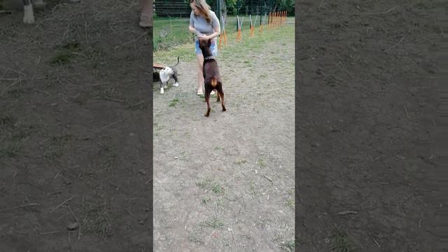 Доберман попрашайка и щенок питбуля. смотреть онлайн