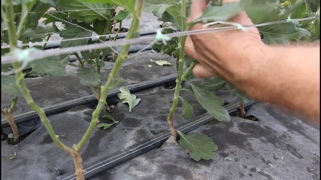 Хризантема.2020. Крупноголовая хризантема.