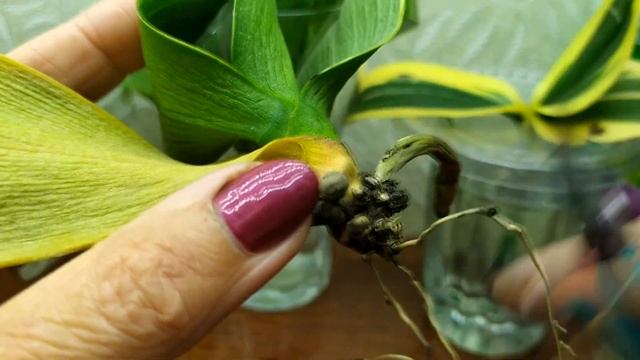 орхидея с вялыми листьями полностью без корней Как спасти орхидею часть 2 смотреть онлайн