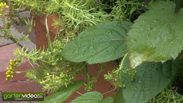 Sommerkiwi im Topf смотреть онлайн