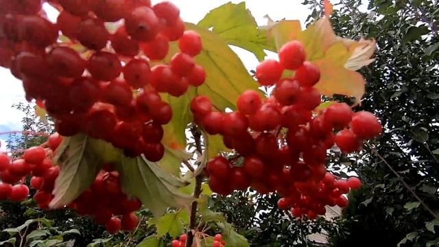 Пасека на связи #10 Сентябрьские медоносы НУЖНО ЗНАТЬ, пчело матки еще сеют! Дикие кабаны в природе смотреть онлайн