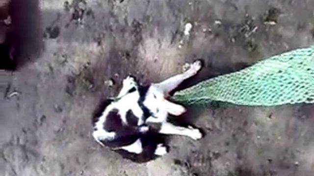 Васька мертвая хватка смотреть онлайн