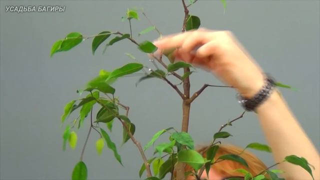 05.Выращиваем высокий фикус Бенджамина (ч.5).