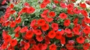 Петуния ампельная Эксплорер Скарлет ? обзор: как сажать, семена петунии Эксплорер Скарлет