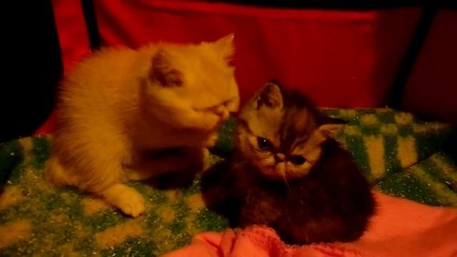 ПОЦЕЛУЙЧИКИ смотреть онлайн