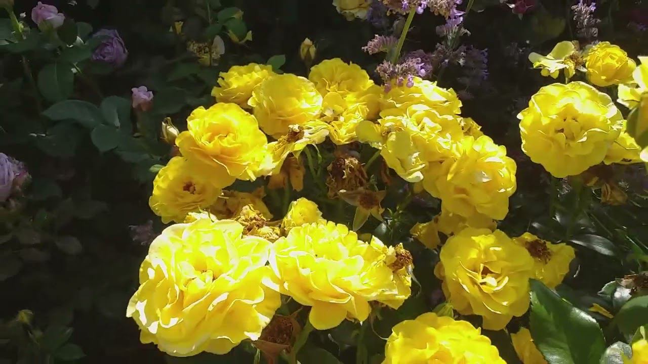 РОЗЫ БЕЗ НЕДОСТАТКОВ. Летняя съемка 10 июля 2023 смотреть онлайн