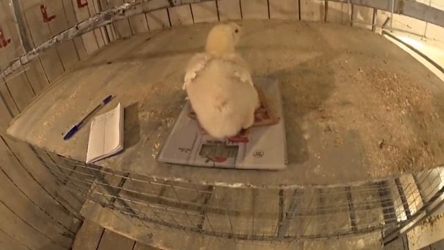 РОСС 308 /13 Дней /Дневник Бройлера смотреть онлайн