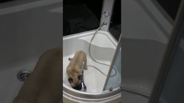 My name is ROLL - FRENCH BULLDOG. Part I. Take a Bath смотреть онлайн