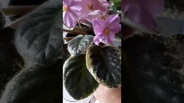 ЦВЕТУЩАЯ ФИАЛКА НК-КОНСТАНЦИЯ смотреть онлайн