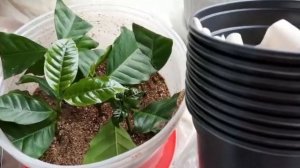 Кофе  Арабика. . Укоренение черенками.