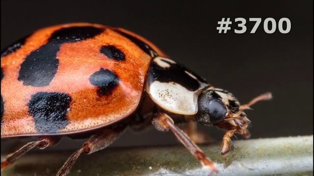 #3700. Божьи коровки (В мире животных) смотреть онлайн