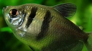 ТЕРНЕЦИЯ. СОДЕРЖАНИЕ И РАЗВЕДЕНИЕ В АКВАРИУМЕ