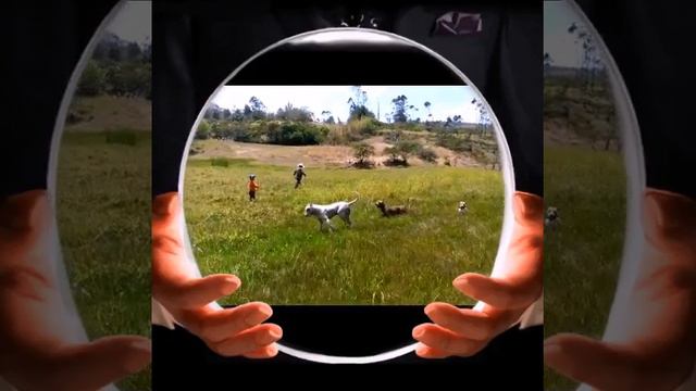 Dogo argentino vs pitbull 2 смотреть онлайн