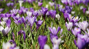 Свекровь. Аудиорассказ. Жизненная история.