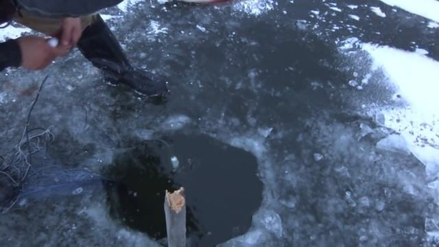 Ловим Чира на Таймыре смотреть онлайн