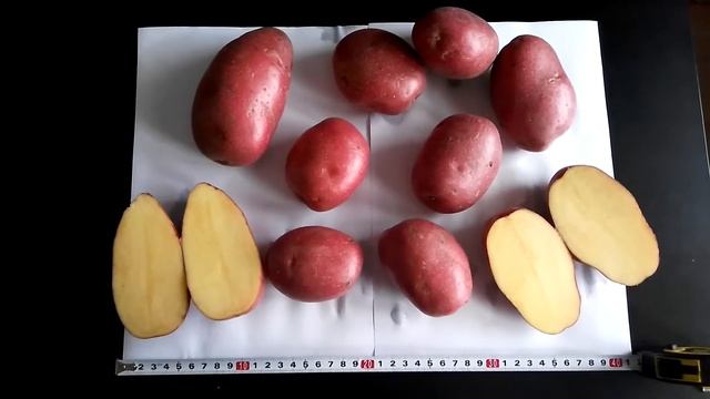 Картофель Эволюшн - лучший для мойки