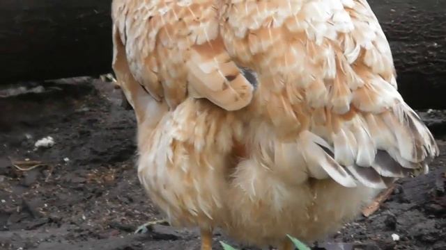 Ранок сільских курей на вільному вигулі