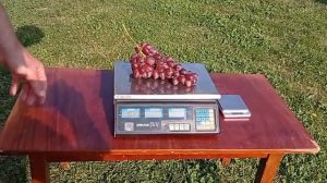 @Виноград Огненный – новый виноград  #shorts