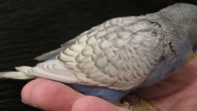 Златолицый выставочный волнистый птенец Чех смотреть онлайн