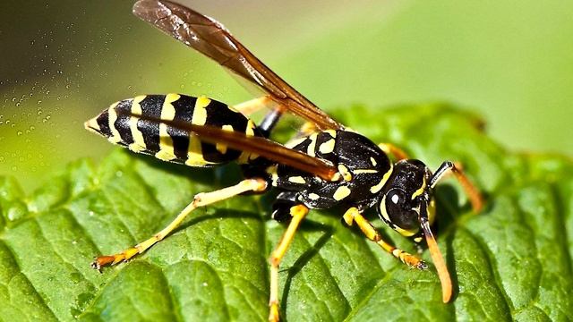 Оса - интересные факты