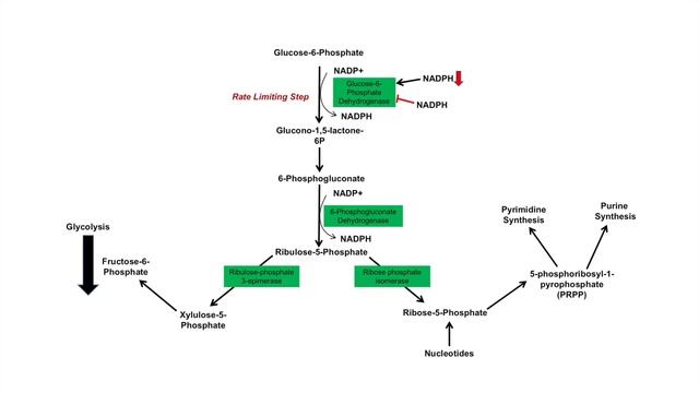 Pentose Phosphate Pathway - Regulation, Purpose and Importance in Human Health.mp4 смотреть онлайн