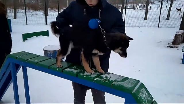 Дрессировка собак групповые занятия смотреть онлайн