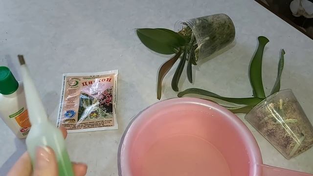 Новые ОРХИДЕИ, первые ШАГИ после покупки/ получили орхидеи ПОЧТОЙ , что делать дальше? смотреть онлайн