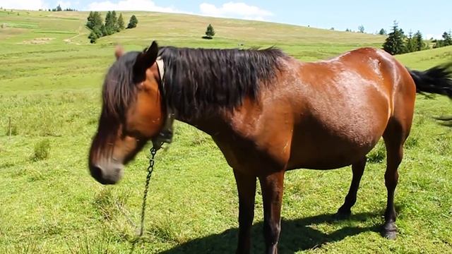 Нежная расслабляющая музыка полезна для мозга? помогая глубоко расслабиться #4