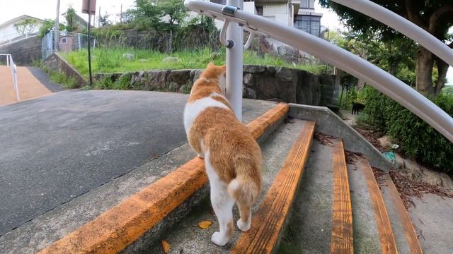 コロコロと太った茶シロ猫がお腹を丸出しにして甘えてきた смотреть онлайн