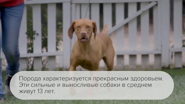 Все о породе венгерская выжла смотреть онлайн