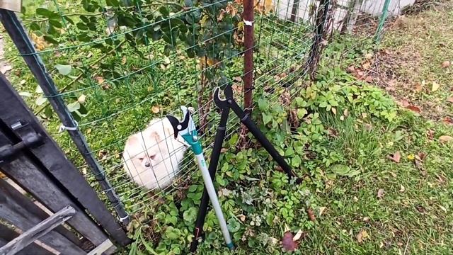 Осенняя обрезка сливы. Объемная крона (чаша). смотреть онлайн