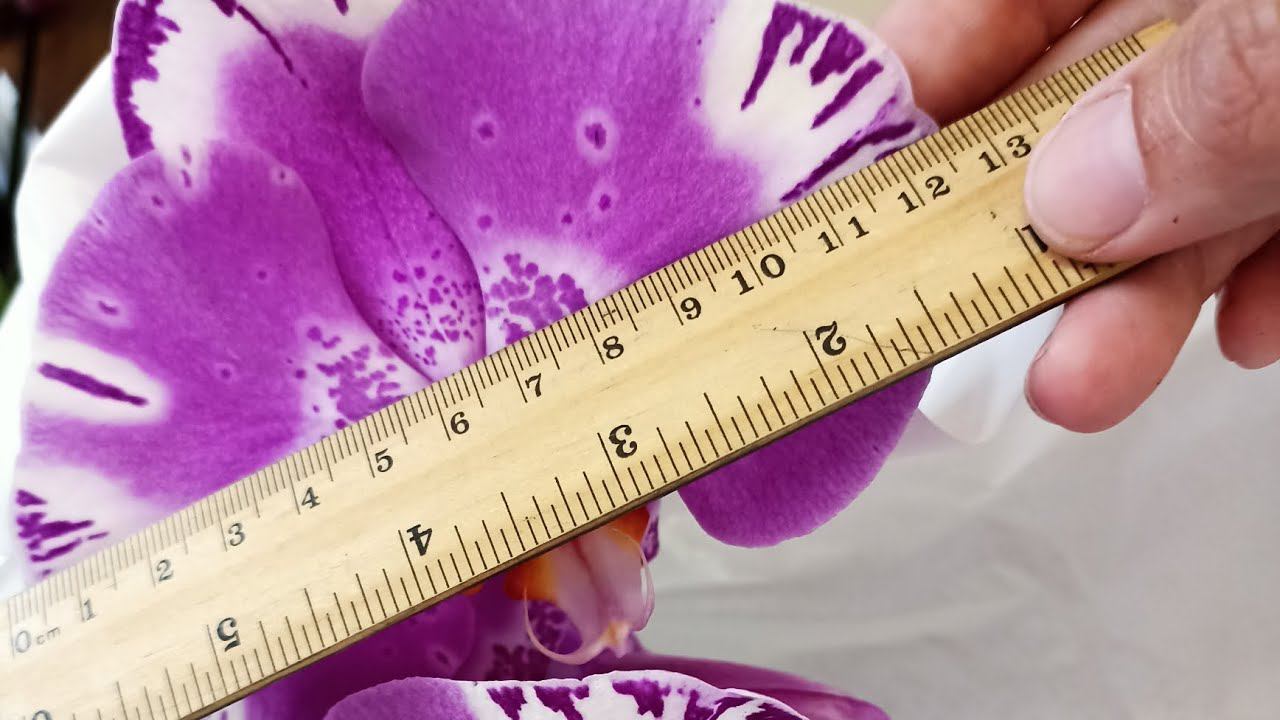 МНОГО КРАСИВЫХ ОРХИДЕЙ В ЭТОЙ ПОСТАВКЕ / Викторио Фонтано, Интрига, Тулон, Пиниф, Спайдер, пелорики смотреть онлайн