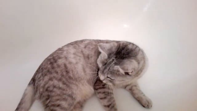 Кошка в ванне. смотреть онлайн