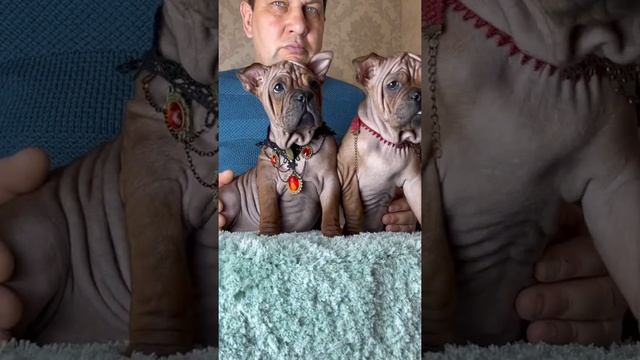 Детки породы Чунцин 89108627118 смотреть онлайн