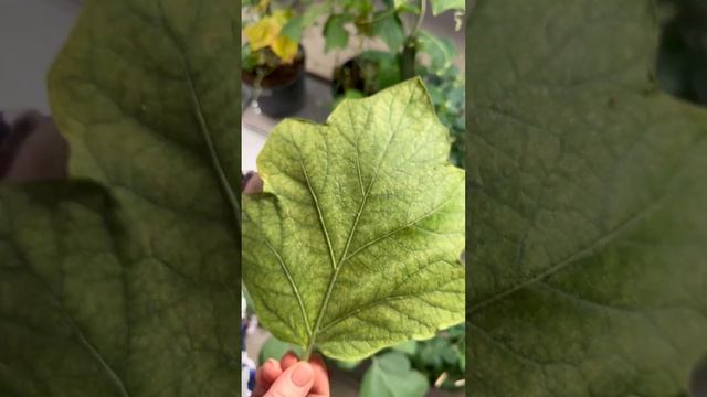 ПАУТИННЫЙ КЛЕЩ НА РАСТЕНИЯХ! КАК ОН ВЫГЛЯДИТ! смотреть онлайн