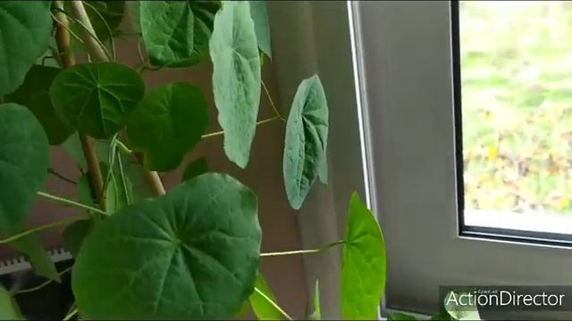 Олины Истории ?️ Влог#69?Цветут сенецио! Формирую✂️ Пеку ? Клейстокактус жив! смотреть онлайн