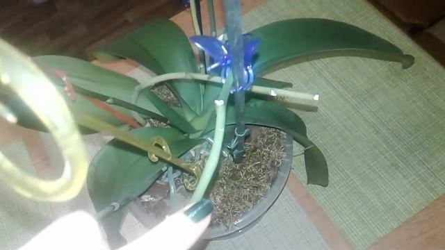 Цветение орхидеи и как проводить срез цветоноса, чтобы получить дополнительное цветение смотреть онлайн