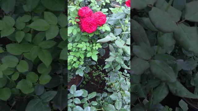 Роза Мона Лиза (Mona Lisa). Флорибунда смотреть онлайн