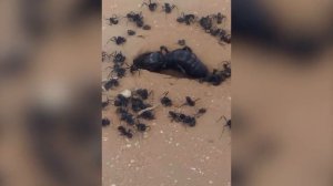 СОЛЬПУГА В ДЕЛЕ! Сольпуга против скорпиона, тритона, черной вдовы, муравьев и даже ёжика!