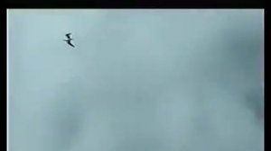 Светлана Атангулова  "Снег седины"