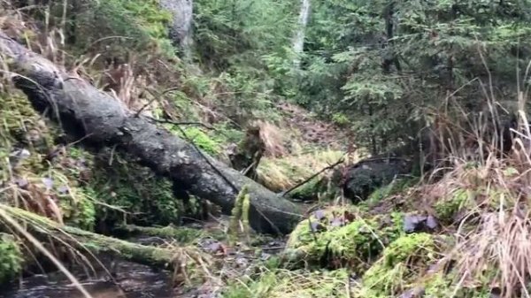 Wild Forest Stream (Where the Forest Spirits Maybe Live)