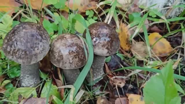 Грибы Вологодской области. Тихая охота.. смотреть онлайн