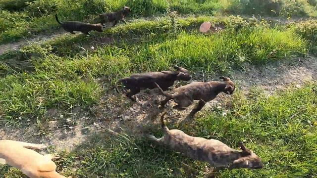 alano espanol puppies on the ranch смотреть онлайн