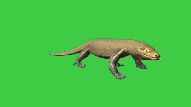 Komodo Dragon walk green screen video effects смотреть онлайн