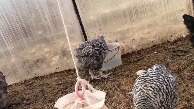 Наши цыплята Мехеленской кукушки и Маран чёрное серебро, голубое серебро, чёрно медные. смотреть онлайн