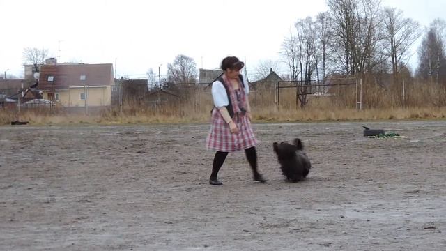 DSCN8314 показательные выступления (скай-терьер) смотреть онлайн