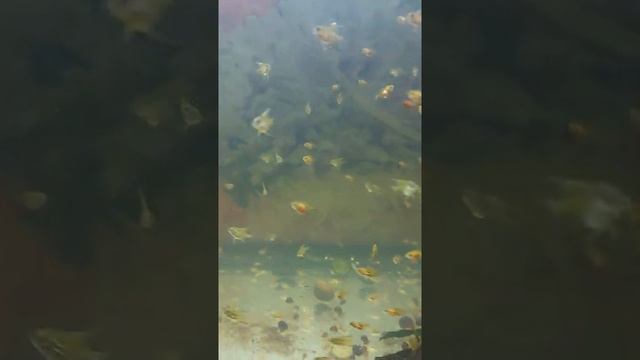 МАЛЁК МИКС.ГОЛУБАЯ ЗЕБРА И КОИ.15 ДНЕЙ..mp4 смотреть онлайн