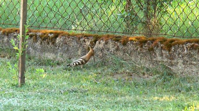 Dudek (Hoopoe) - filmowany kamerą Panasonic AG AC90 w Budkowicach Nowych смотреть онлайн