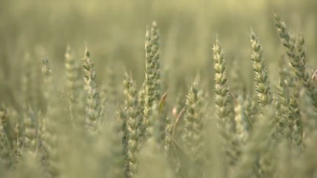 Медитация- мотивация "Богиня". Наполнение женской энергией смотреть онлайн