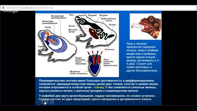 ЕГЭ по биологии 11 класс Занятие №9 Царство животные. Подцарство многоклеточные. Класс земноводные смотреть онлайн